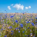 fleurs de maïs dans un champ de blé d'été sous un ciel bleu avec des nuages duveteux par anton havelaar Aperçu