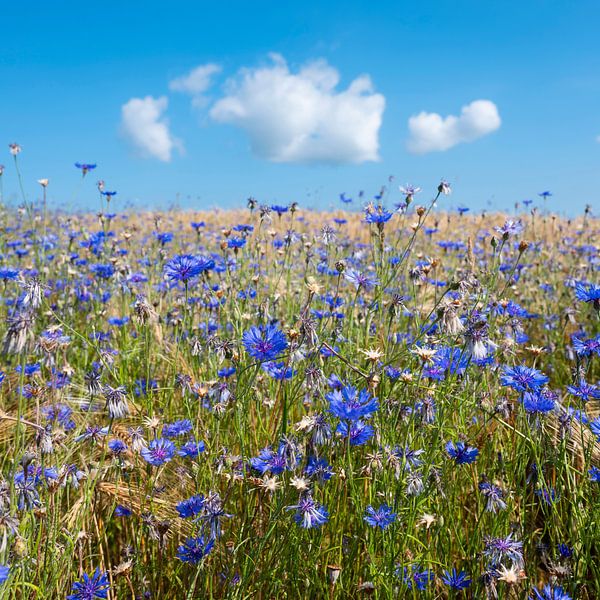 fleurs de maïs dans un champ de blé d'été sous un ciel bleu avec des nuages duveteux par anton havelaar