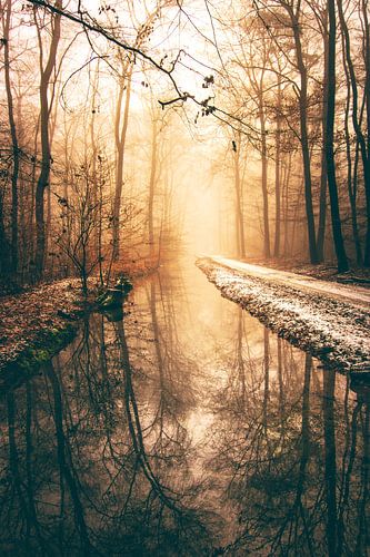 Bos met rivier in de mist, betoverd en mystiek