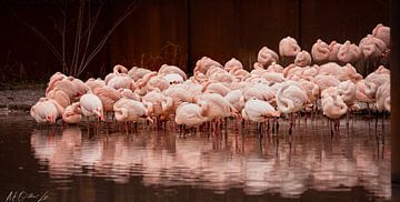 Flamingos von Maurice Cobben