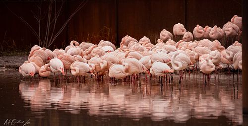 Flamants roses