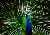 The peacock