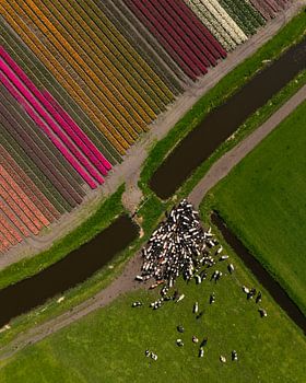 Tulpenfelder und Kühe - Geometrie der niederländischen Landschaft