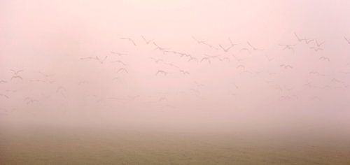 Ganzen in de mist