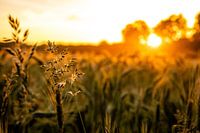 Details in het gras
