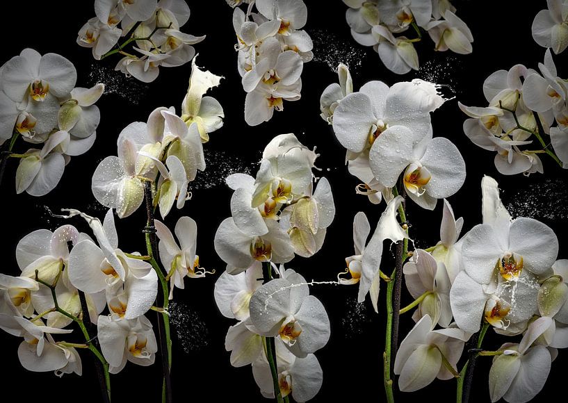 Orchidea lactea von Olaf Bruhn