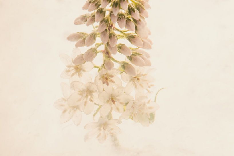 Lysimachia in Eis 1 von Marc Heiligenstein