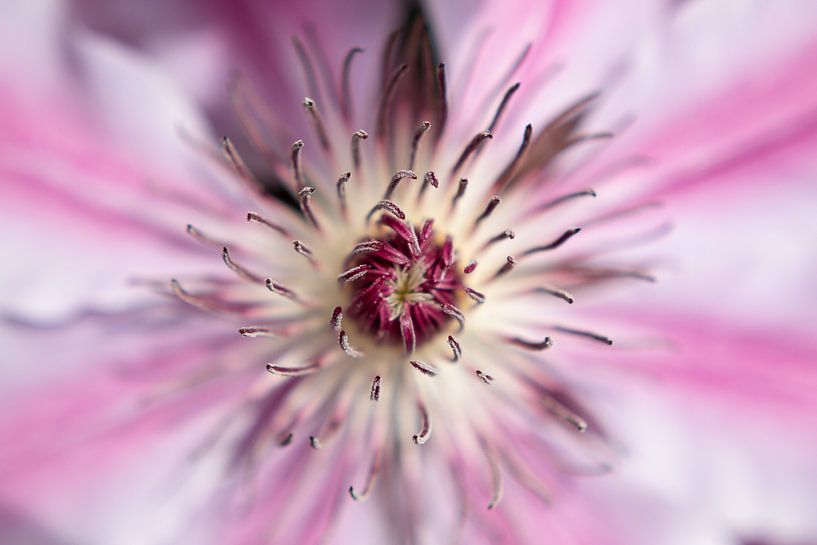 Clematis by Martijn Busker
