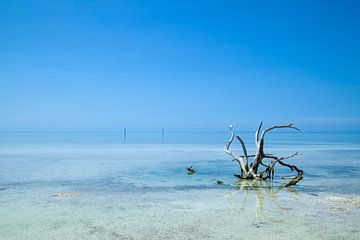 FLORIDA KEYS Eenzame wortel van Melanie Viola