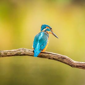 Kingfisher in warm light by Arnoud van der Aart