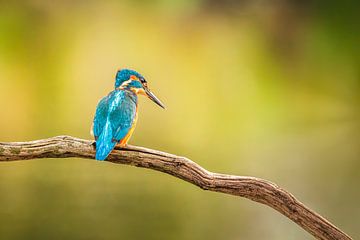 Kingfisher in warm light by Arnoud van der Aart