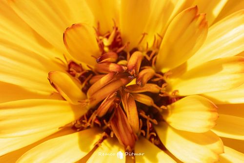 Enchanting Abstract: The Intriguing Middle of an Orange Flower