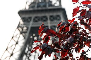 Feuilles rouges Tour Eiffel Paris sur Dennis van de Water