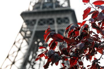 Feuilles rouges Tour Eiffel Paris