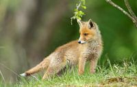 Jonge vos by Menno Schaefer thumbnail