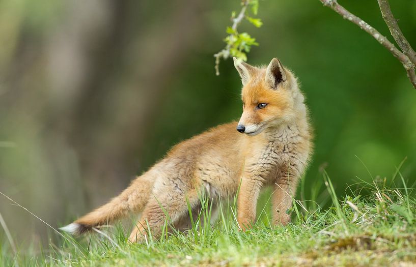 Jonge vos von Menno Schaefer