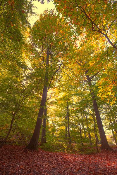 Wald von Egon Zitter