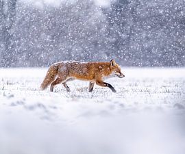 In search of food by Jürgen Rockmann