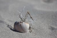 Stilleven op het strand van Terschelling