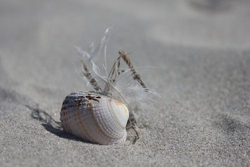 Stilleven op het strand van Terschelling