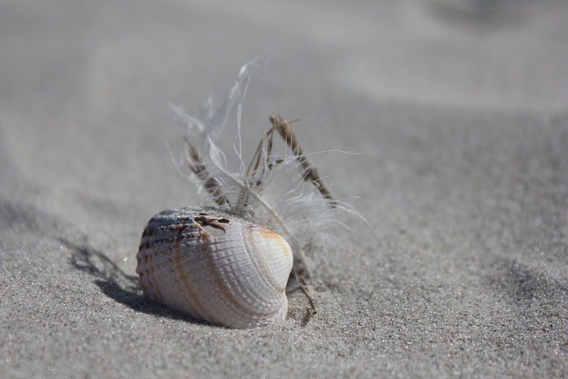 Stilleven op het strand van Terschelling von Nynke van der Ploeg