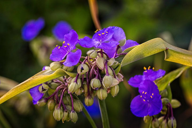 Single Day Flower by Rob Boon