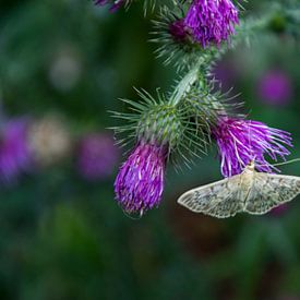 Vlinder doet zich tegoed aan de nectar van Helma de With