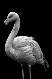 Flamingo van Mirthe Vanherck
