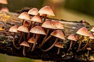 Mushrooms by Rob Smit thumbnail