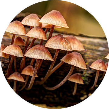 Paddenstoelen