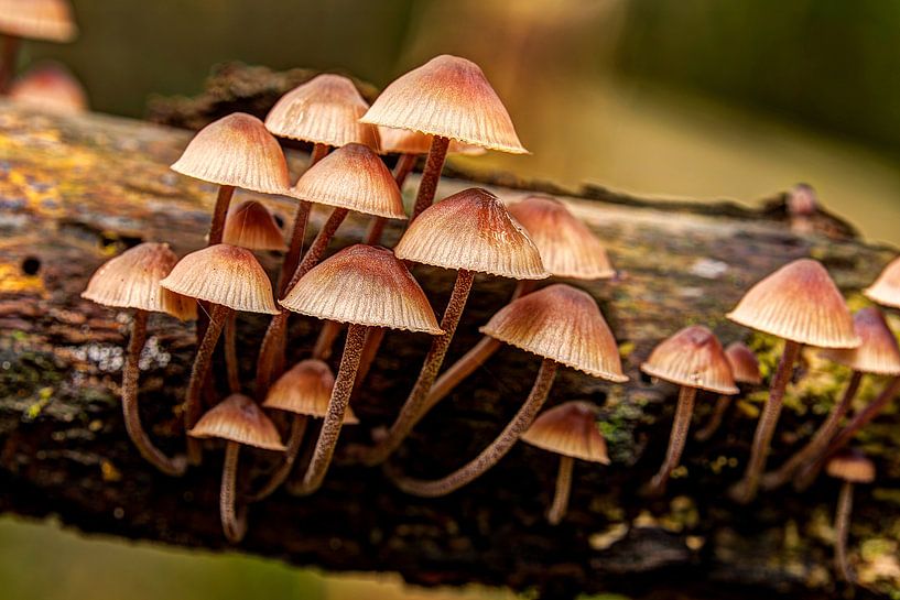 Mushrooms by Rob Smit