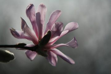 Magnolia in het ochtendlicht van Jan Piet Hartman