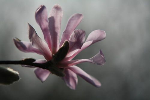 Magnolia in het ochtendlicht