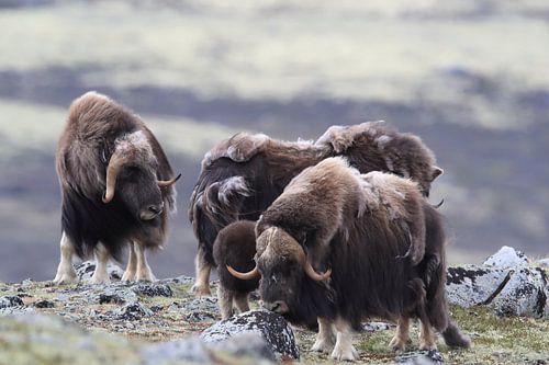 Muskusos in Dovrefjell nationaal park, in de natuurlijke habitat, Noorwegen