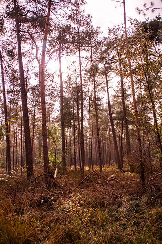 Herfstglorie van de Veluwe - Bos nr. 1