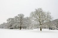Park in de winter van Merijn van der Vliet thumbnail