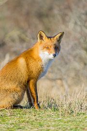 Ontspannen in het zonnetje.  van Sungi Verhaar