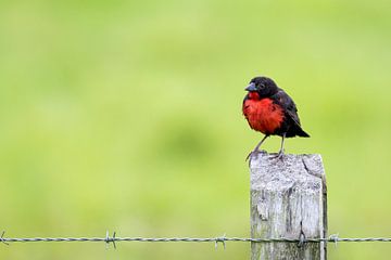 Red-breasted Meadowlark van RobJansenphotography