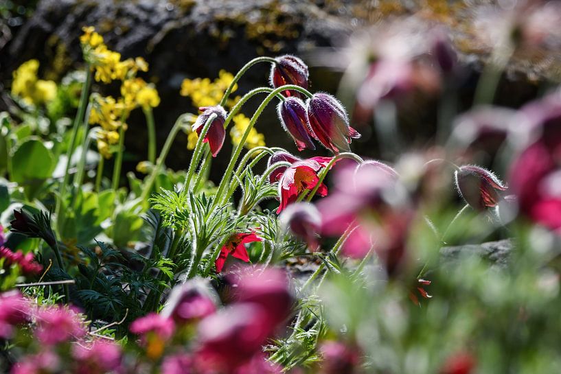 Close-up shot of a rock garden with colorful flowers by Chi