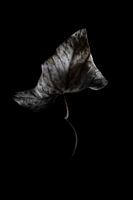 Verval -   Decay  - Verfall -  pourriture