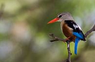 KINGFISHER von Thomas Herzog Miniaturansicht