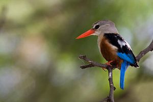 KINGFISHER von Thomas Herzog