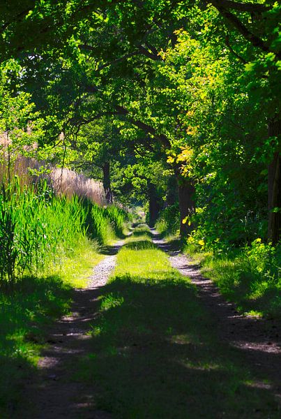Schöner Weg von Thomas Jäger