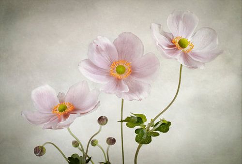 Anemones