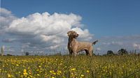 Weimaraner