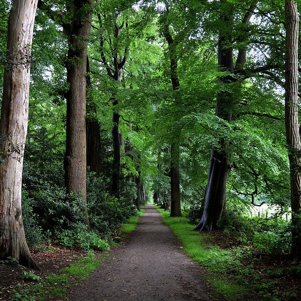 Het pad. par Frank de Ridder