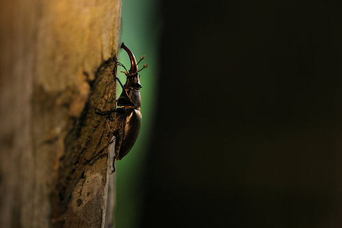 Male stag beetle on an oak tree bark in a deciduous forest, Baden-Wuerttemberg, Germany
