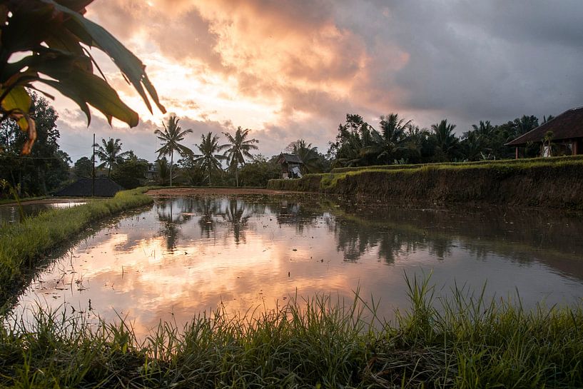 Sunset rice fields by Ilona Duba