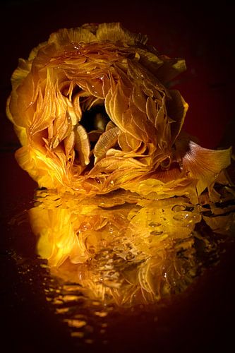 Bloeiend licht van de ranonkel van SO fotografie