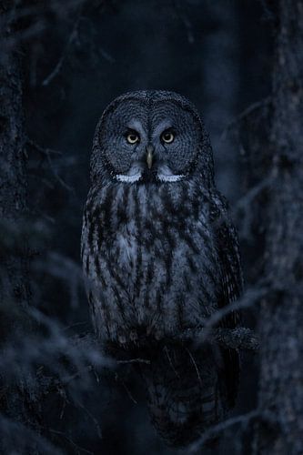 Mystical Tawny Owl in Dark Forest – Atmospheric Wildlife Photography with Dramatic Night Mood